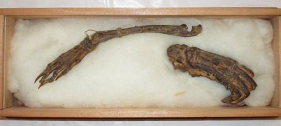 Ossos mumificados provariam a existência de monstro ancestral japonês? - 1