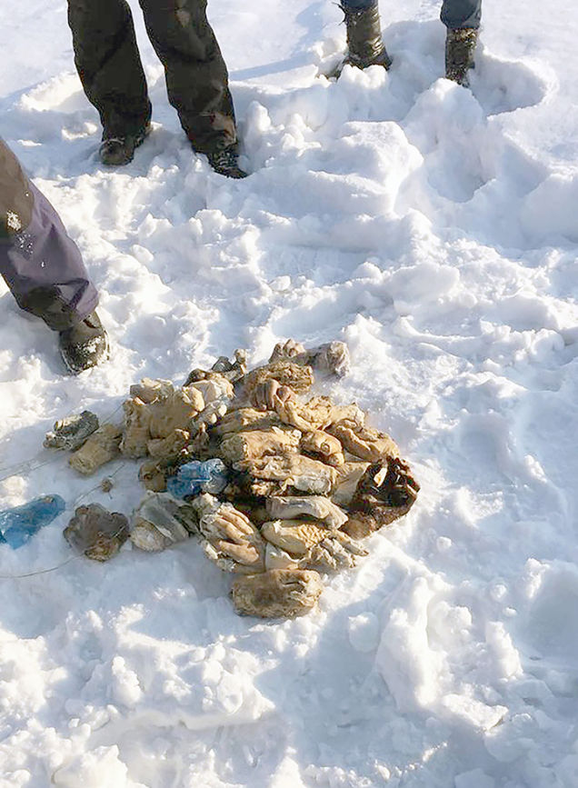 Mistério: 54 mãos amputadas são encontradas dentro de mala na Sibéria  - 1