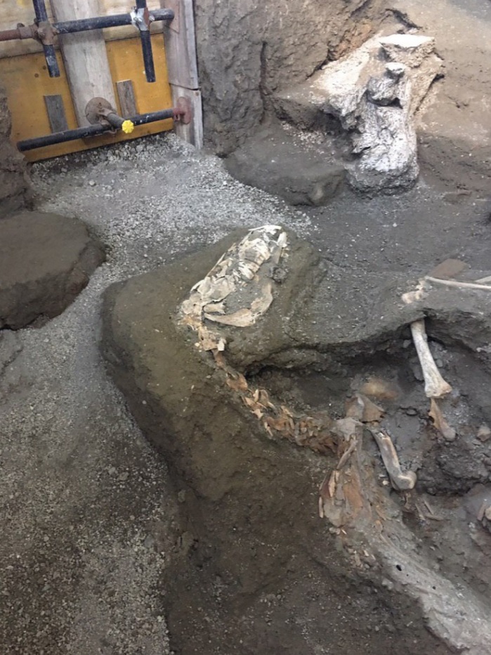 Arqueólogos encontram restos mortais de cavalos nas ruínas de Pompeia - 1