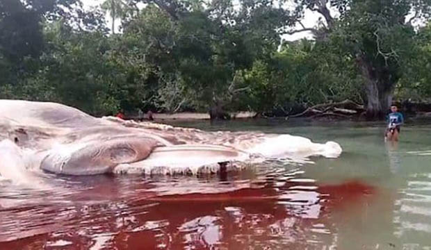 Monstro marinho gigante aparece em ilha na Indonésia - 1